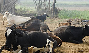 Cattle Blog Image